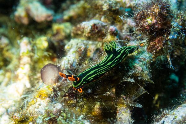 Dusky Nembrotha - Dauin - 7 June 2026 - Dive 1 - Largahan