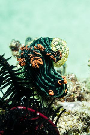 Dusky Nembrotha