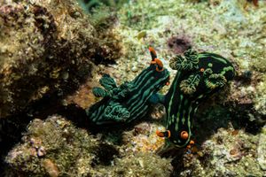 Dusky Nembrotha