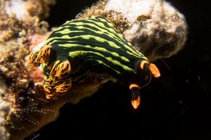 Dusky Nembrotha