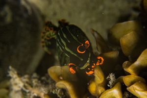 Dusky Nembrotha