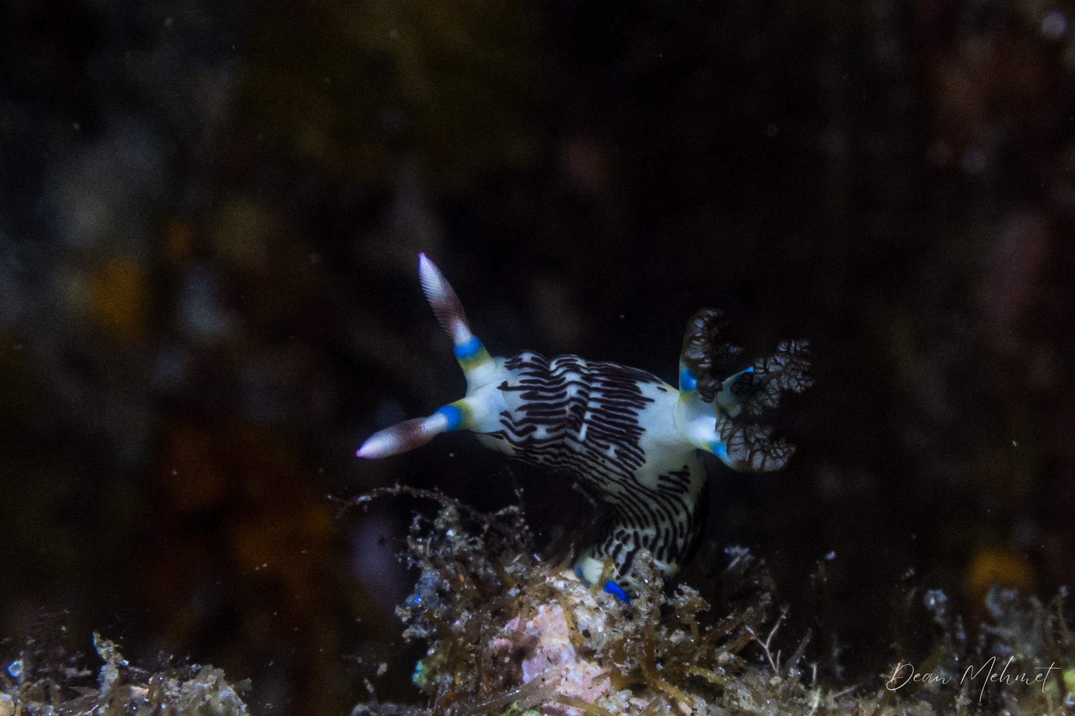 Lined Nembrotha