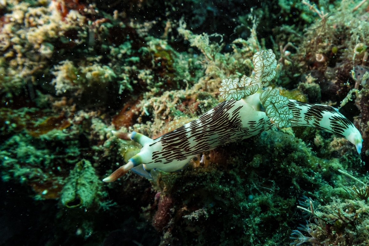Lined Nembrotha