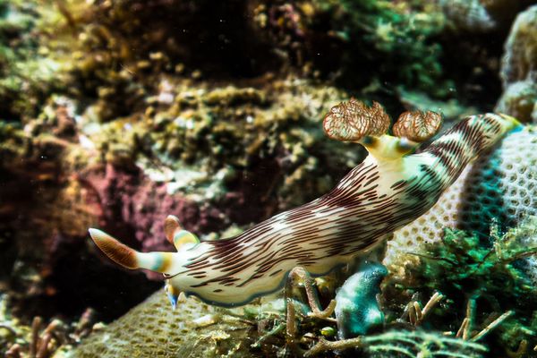 Lined Nembrotha - Photo 3