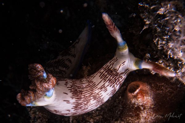Lined Nembrotha - Photo 4