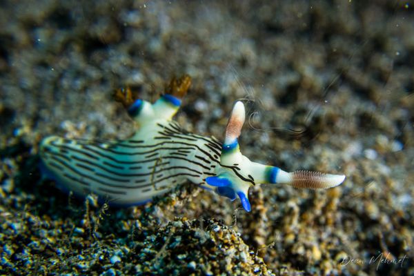 Lined Nembrotha - Photo 5