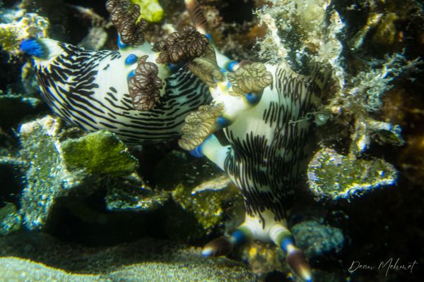 Lined Nembrotha - Photo 6