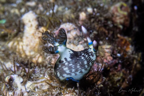Lined Nembrotha - Photo 7