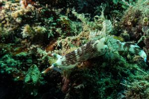 Nembrotha representative species