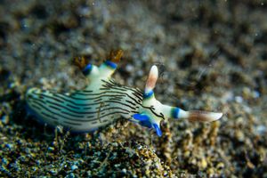 Lined Nembrotha