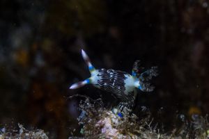 Lined Nembrotha