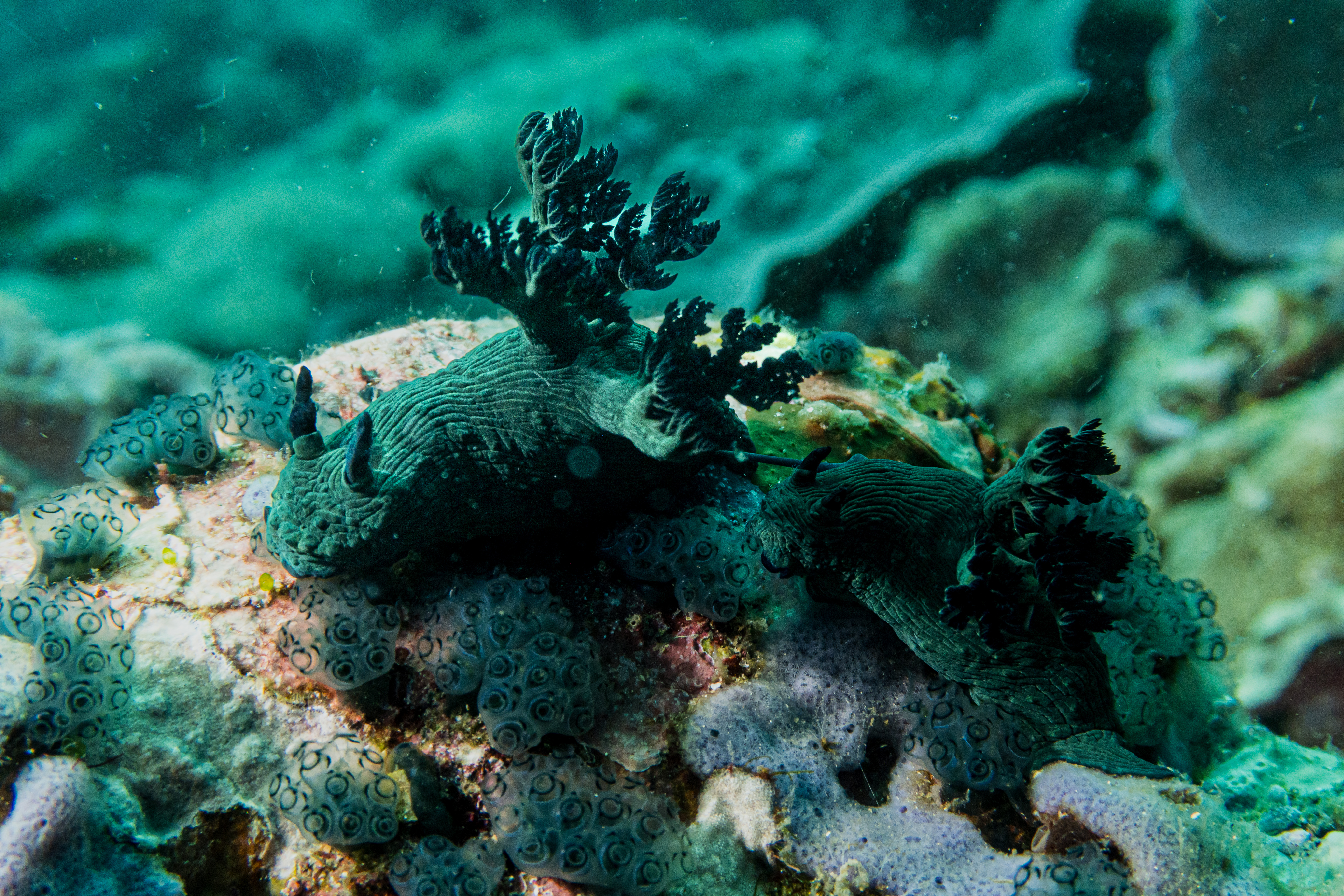 Miller's Nembrotha