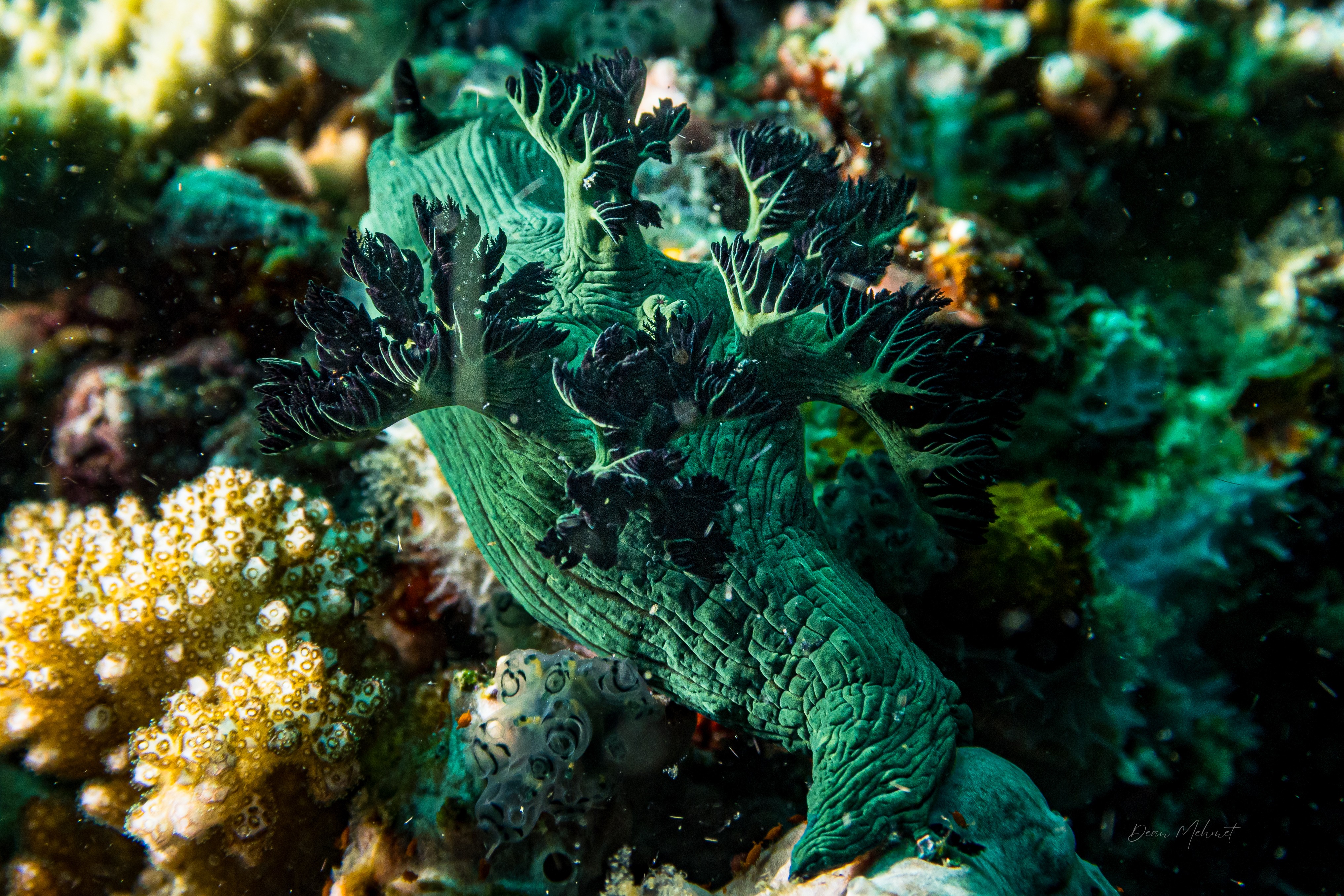 Miller's Nembrotha