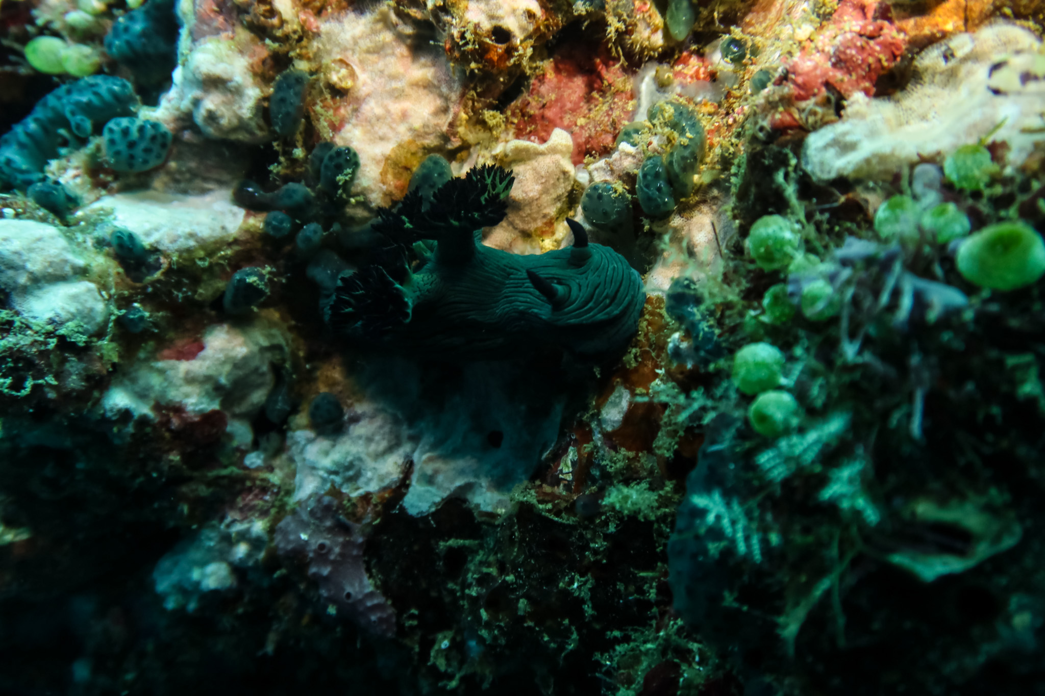 Miller's Nembrotha