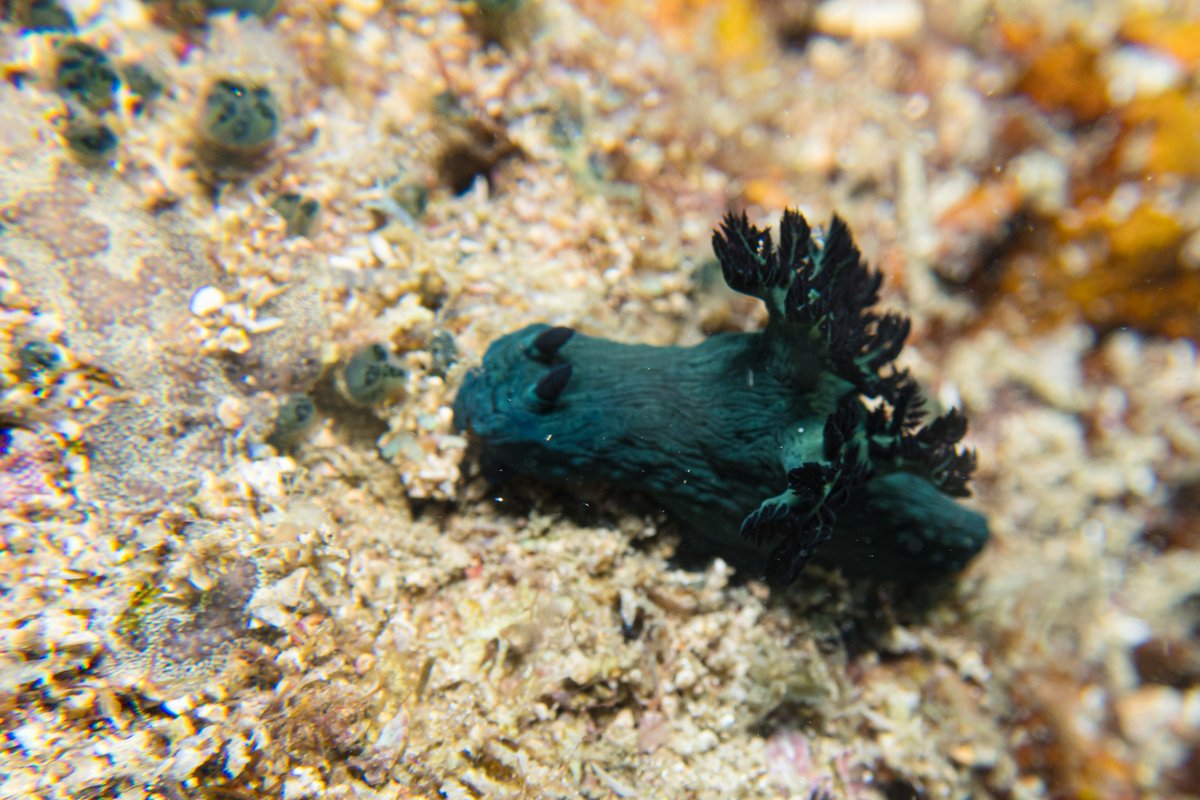 Millers Nembrotha