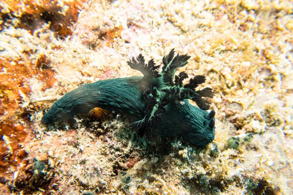 Millers Nembrotha - Photo 2