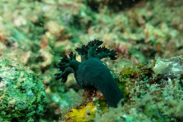 Millers Nembrotha - Photo 4