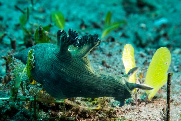 Millers Nembrotha - Photo 7