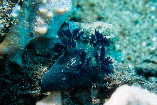 Millers Nembrotha - Photo 8