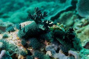 Miller's Nembrotha