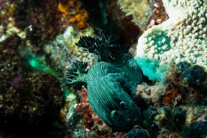 Miller's Nembrotha