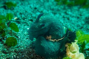 Miller's Nembrotha