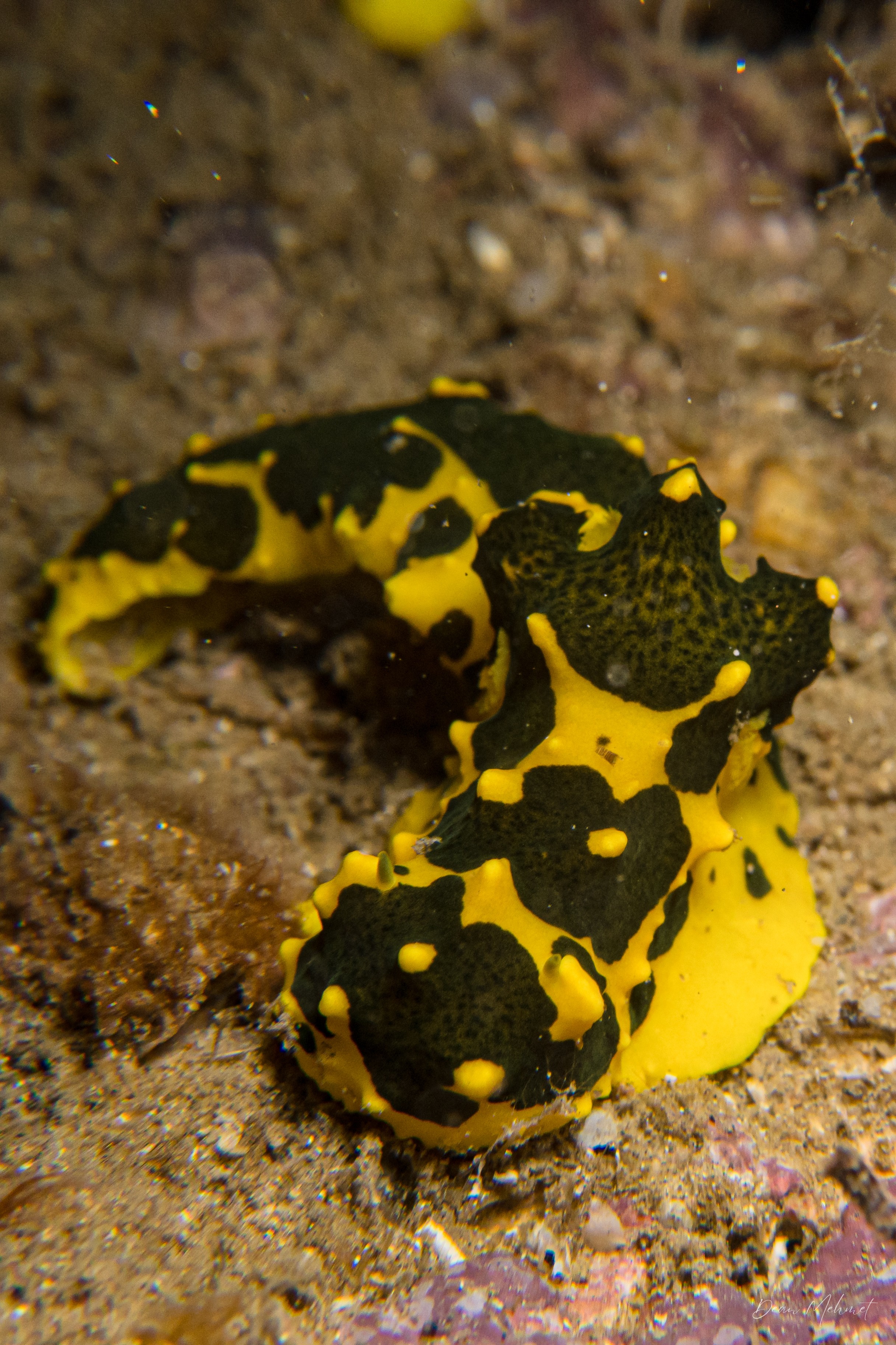 Gardiner's Banana Nudibranch