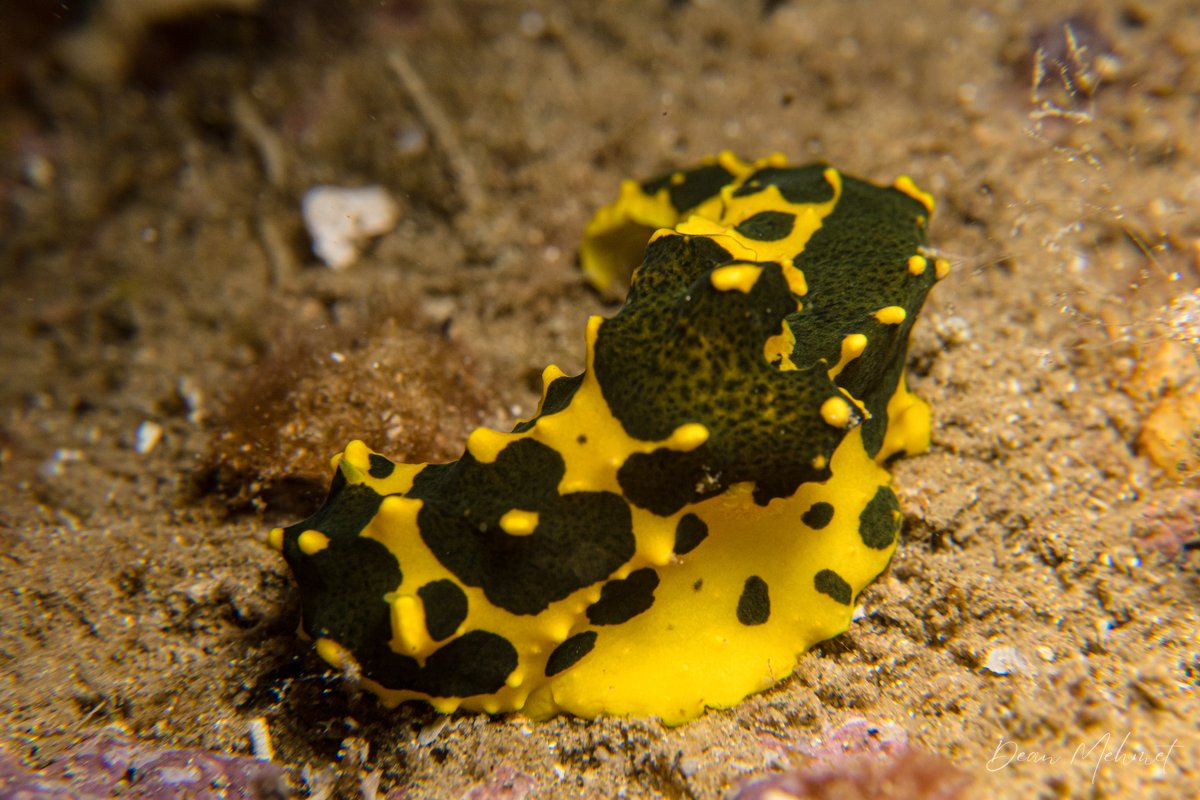 Gardiners Banana Nudibranch