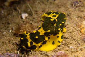 Notodoris representative species