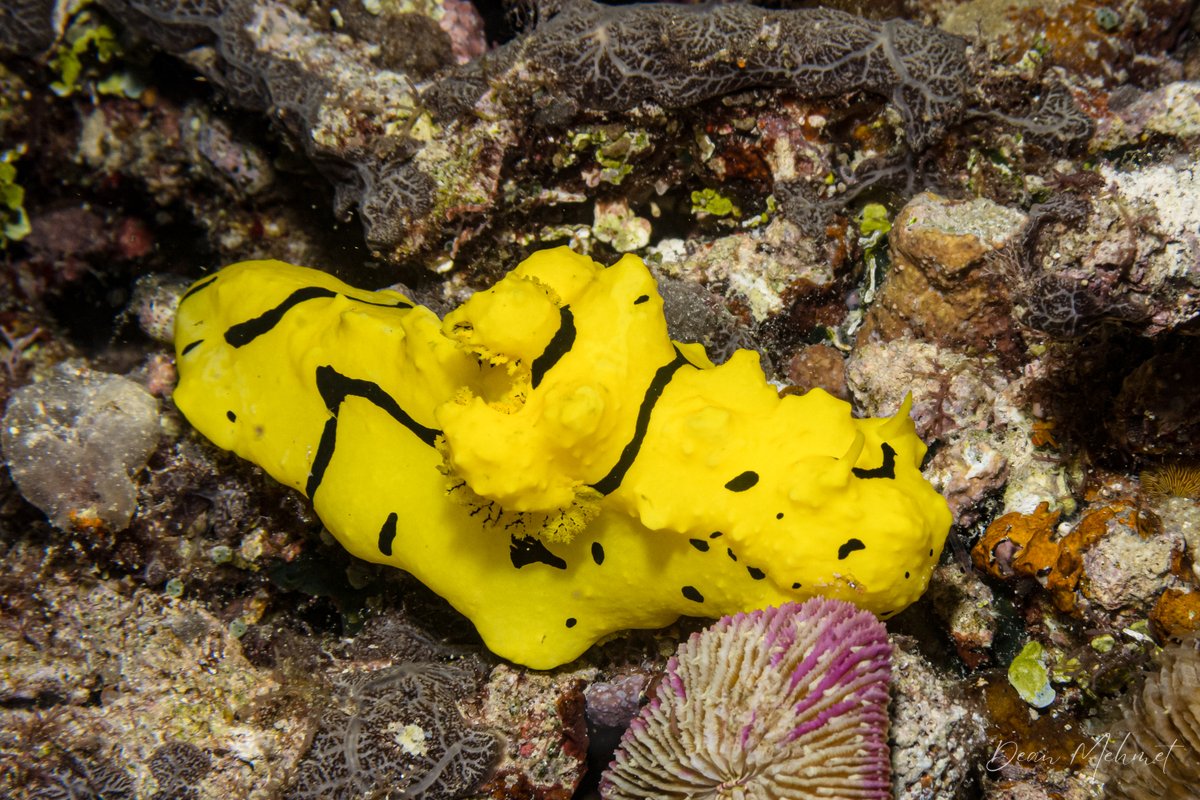 Banana Nudibranch