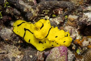 Notodoris representative species