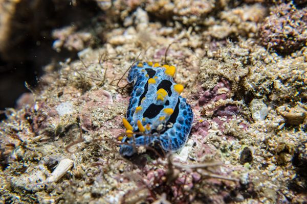 Sky Blue Phyllidia - Photo 1