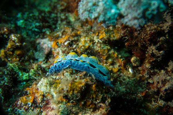 Sky Blue Phyllidia - Photo 2
