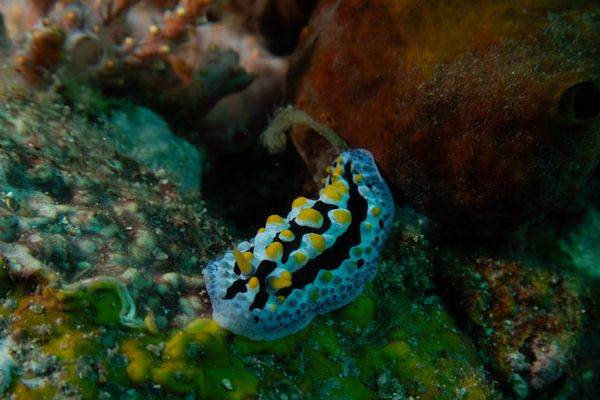 Sky Blue Phyllidia - Photo 4