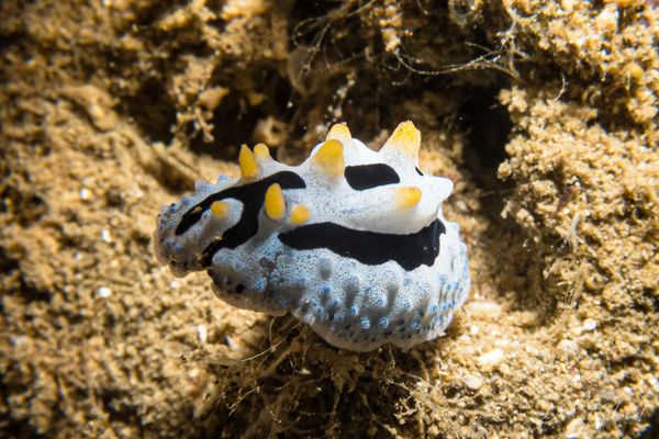 Sky Blue Phyllidia - Photo 5