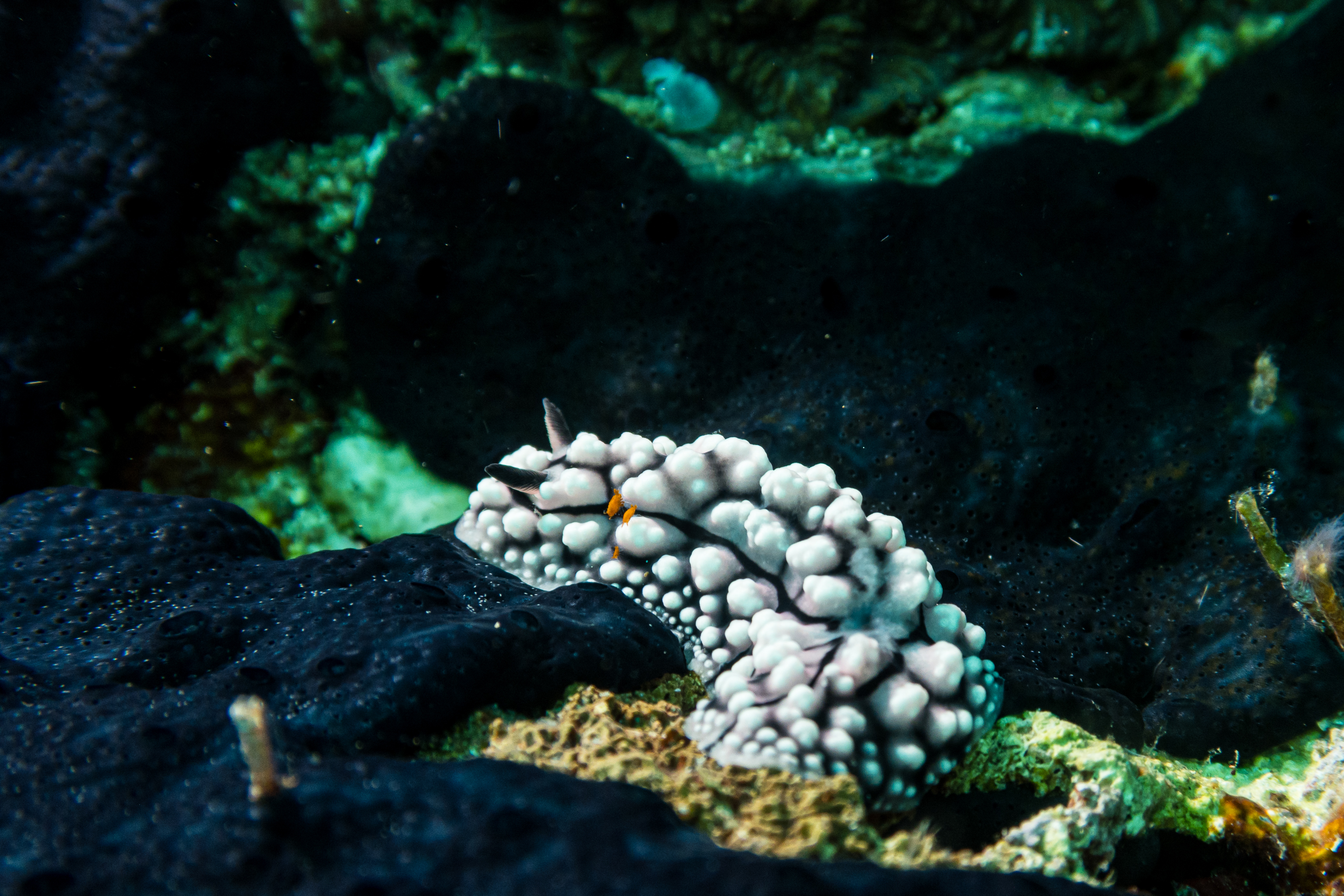 Elegant Phyllidia