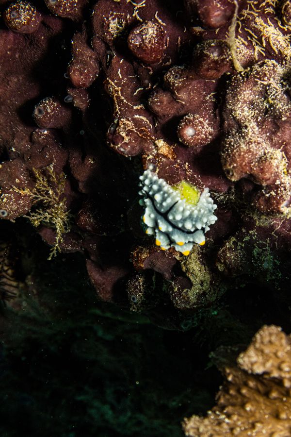 Elegant Phyllidia - Photo 2
