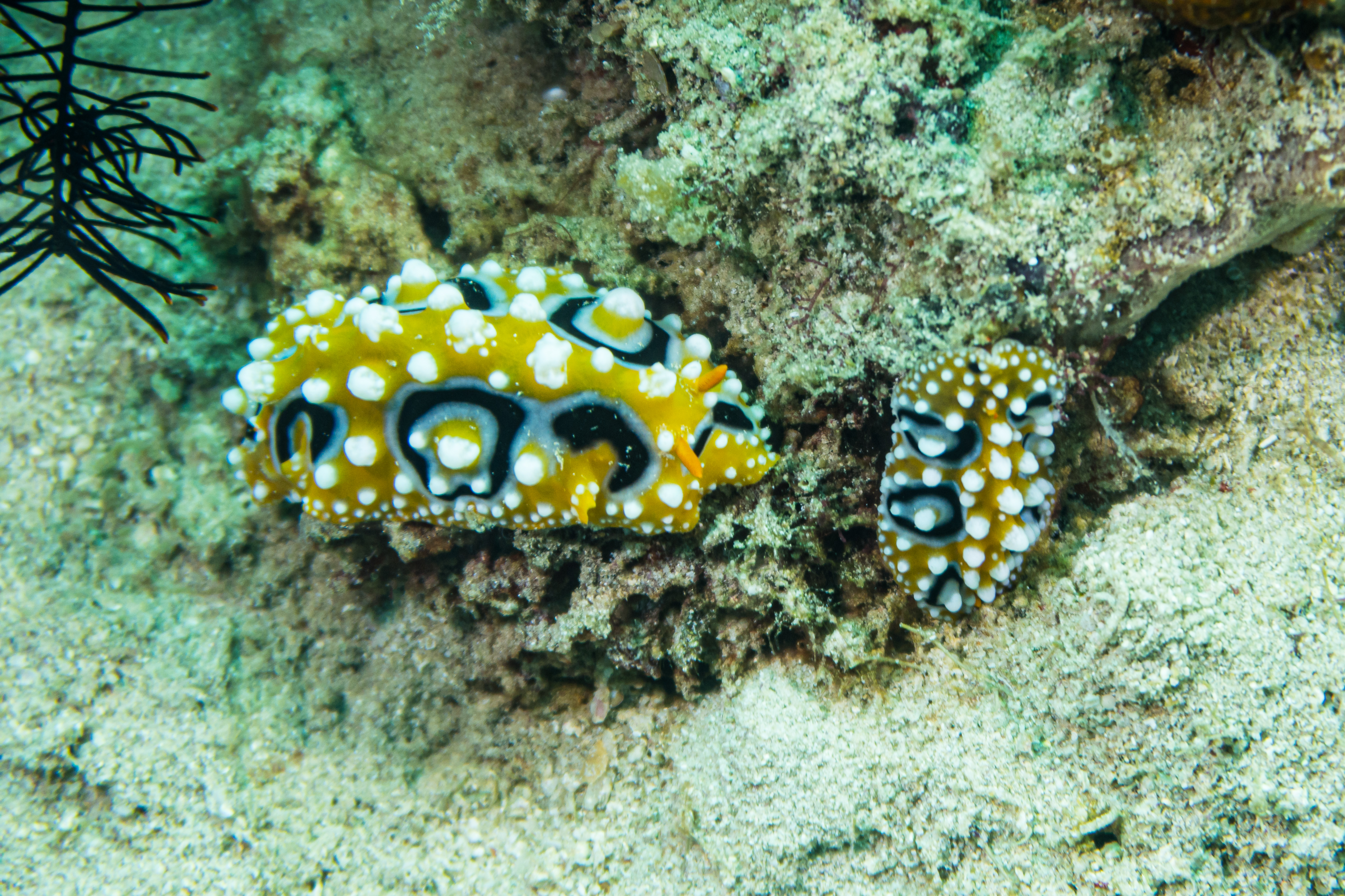 Ocellate Phyllidia