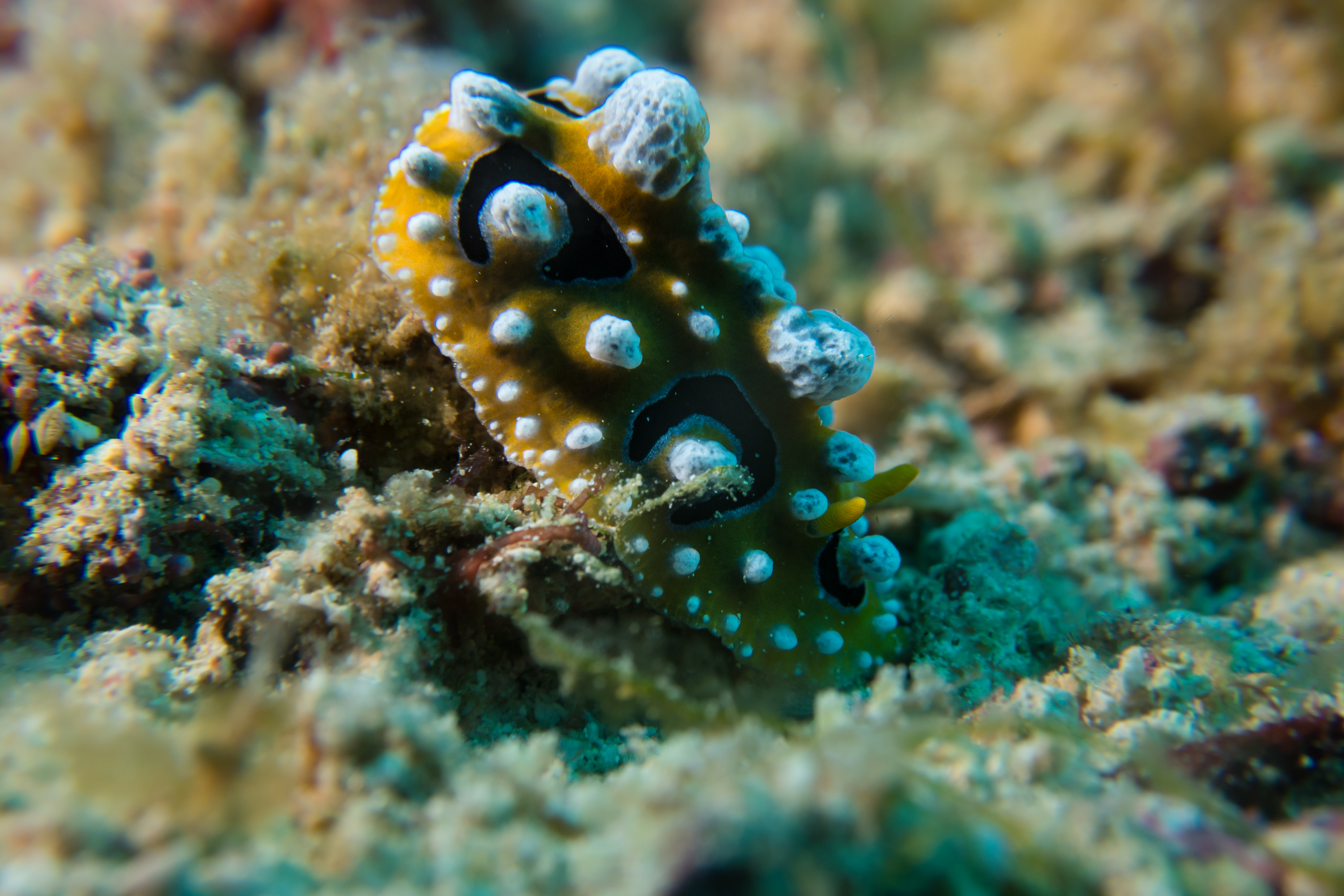 Ocellate Phyllidia