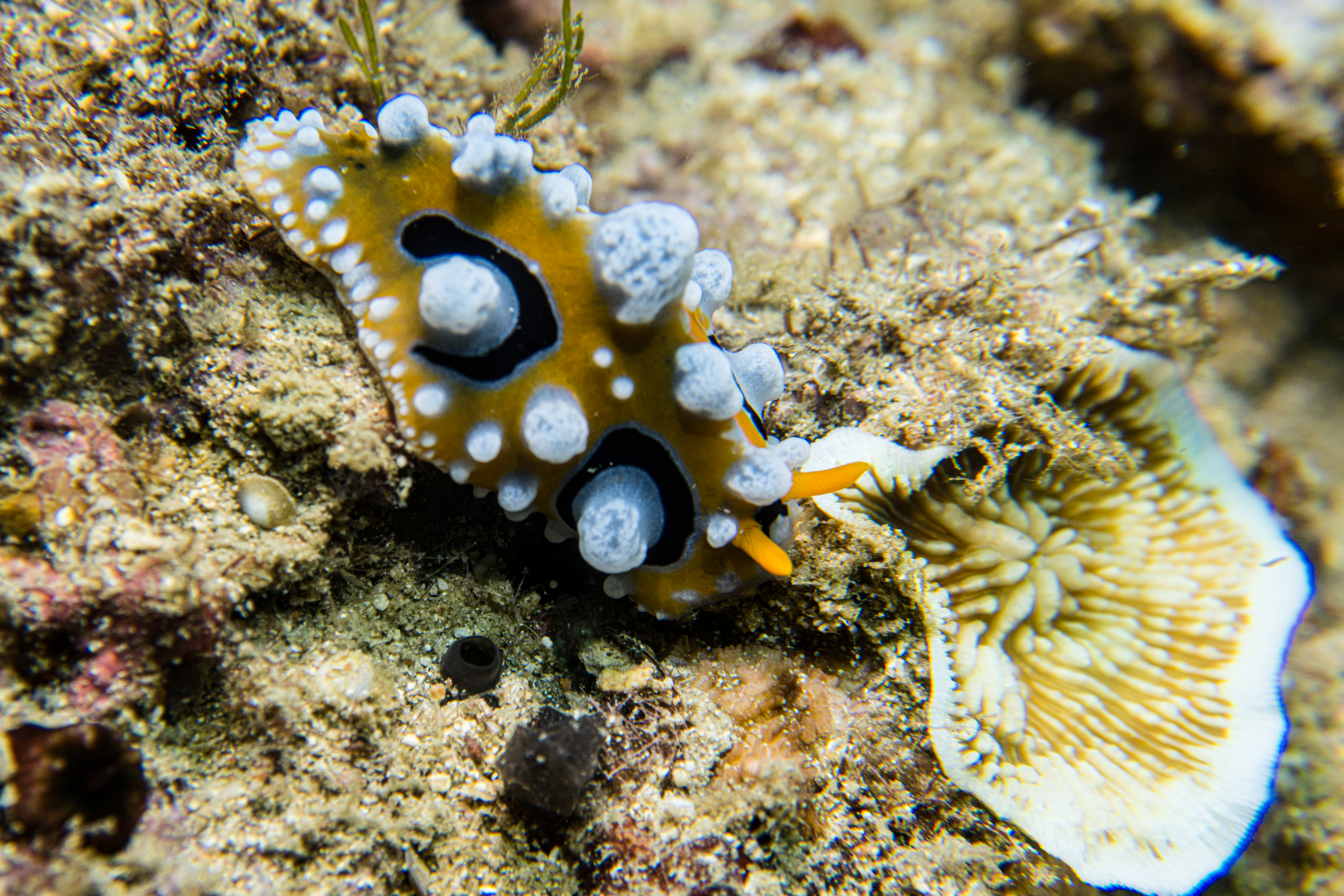 Ocellate Phyllidia