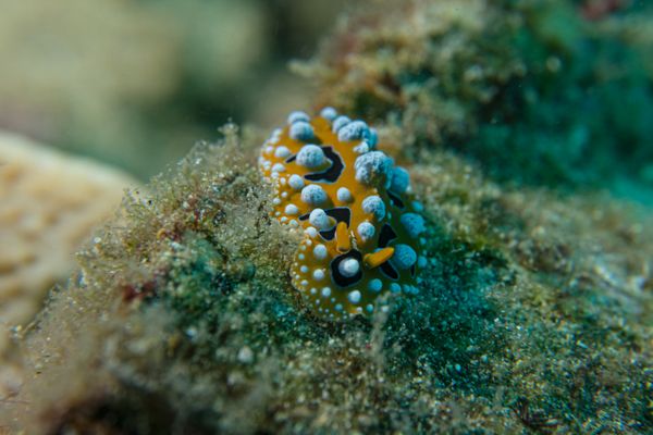 Ocellate Phyllidia - Photo 3