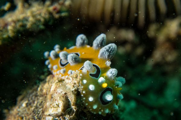 Ocellate Phyllidia - Photo 4