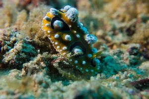 Ocellate Phyllidia