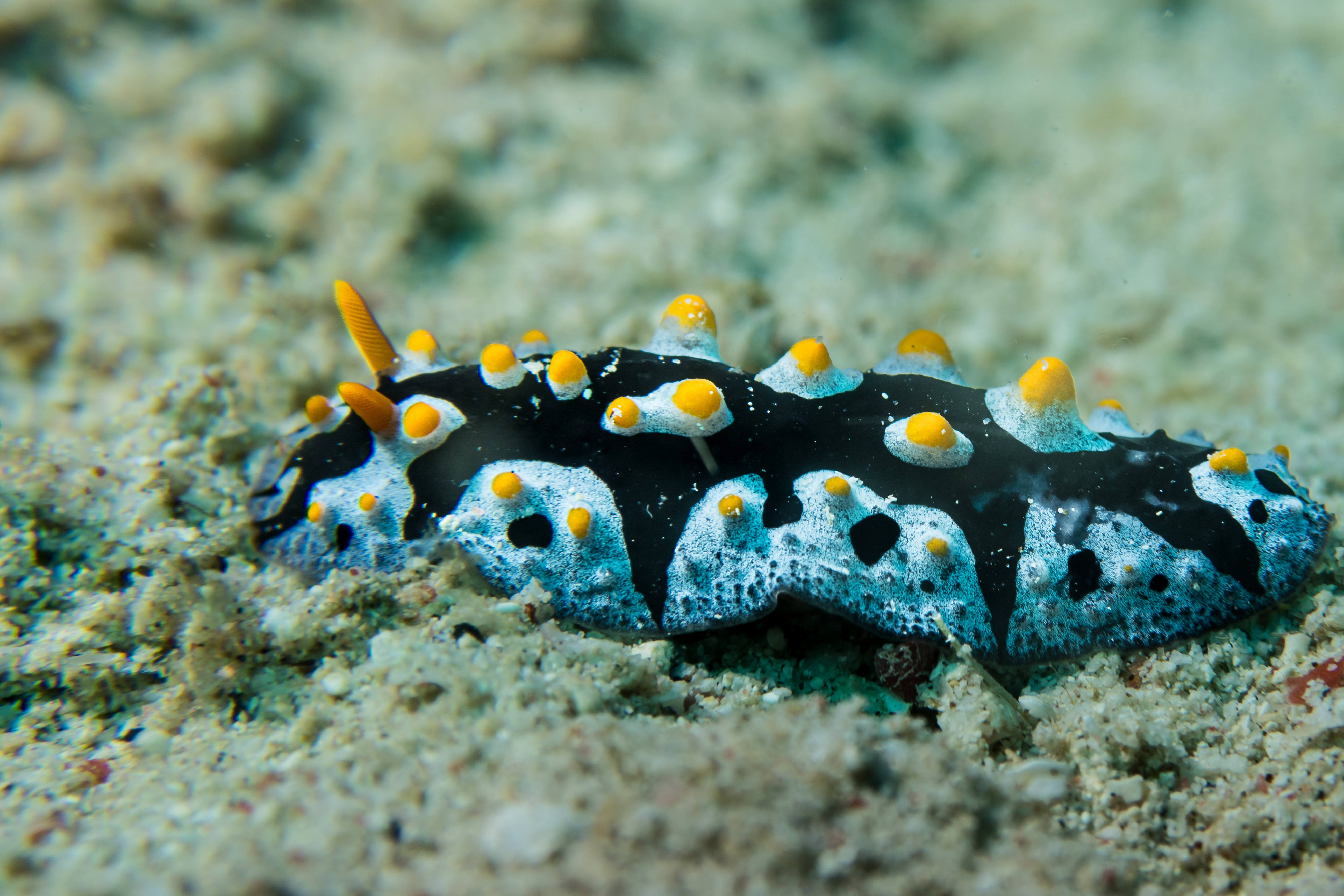 Painted Phyllidia