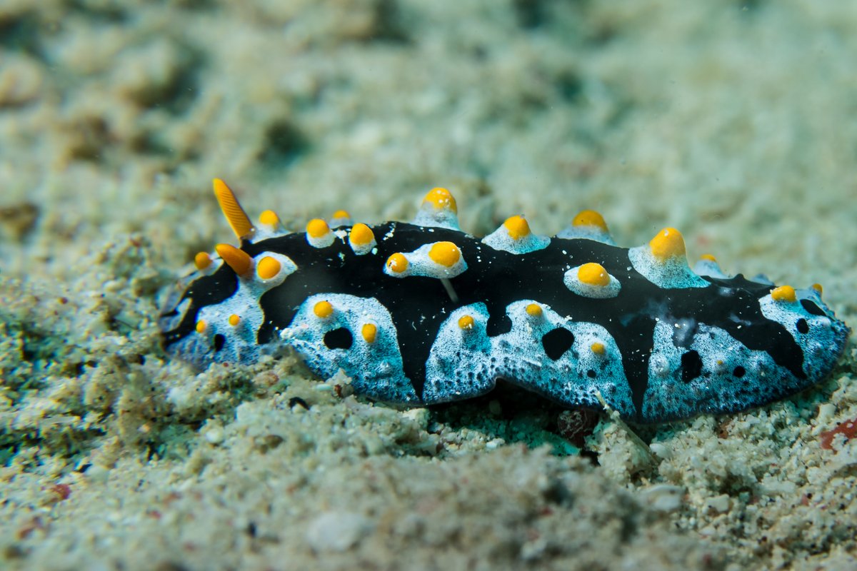 Painted Phyllidia