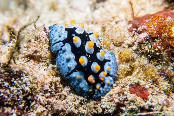 Painted Phyllidia - Photo 2