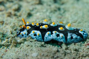 Phyllidia representative species