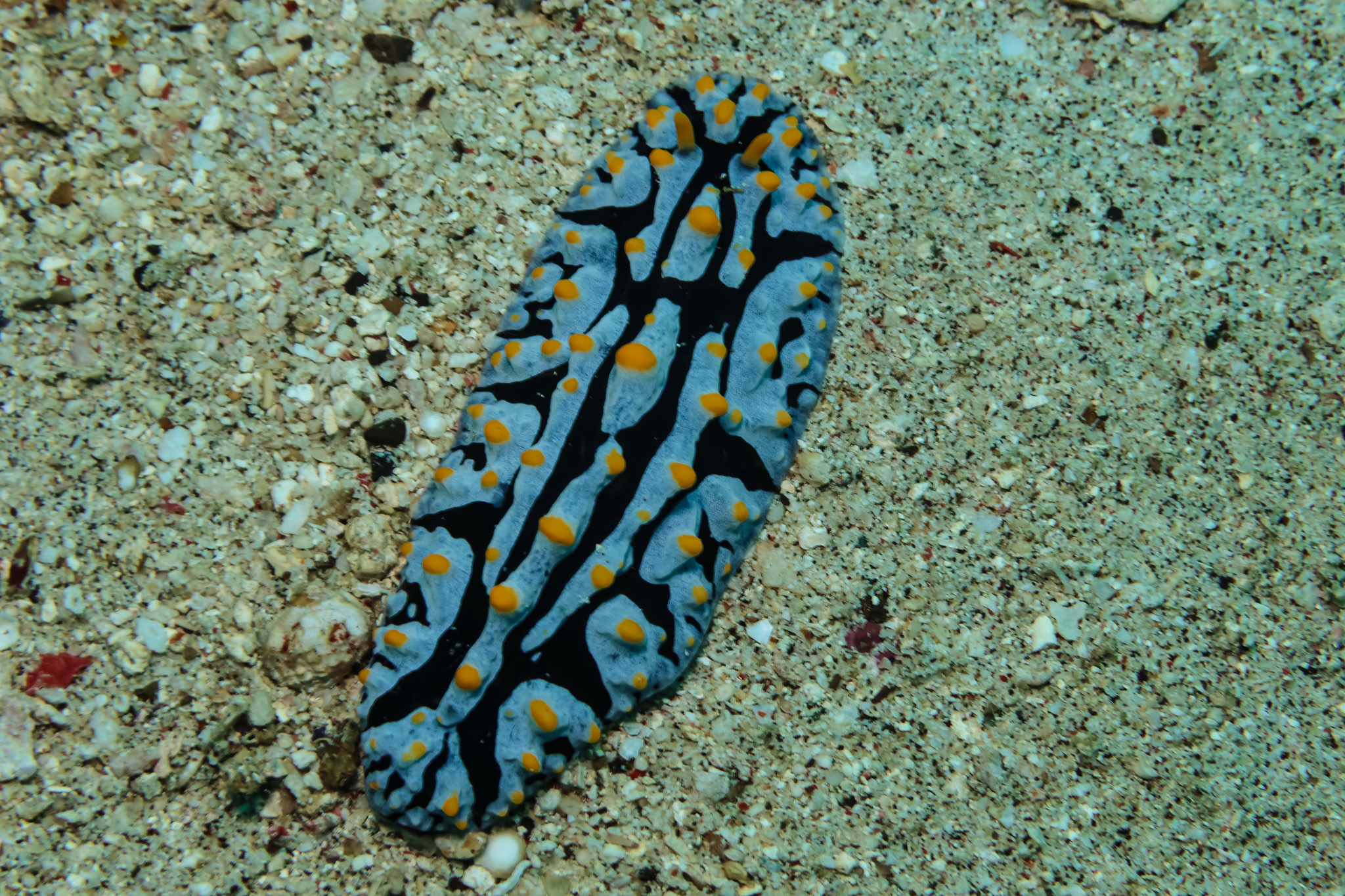 Varicose Wart Slug