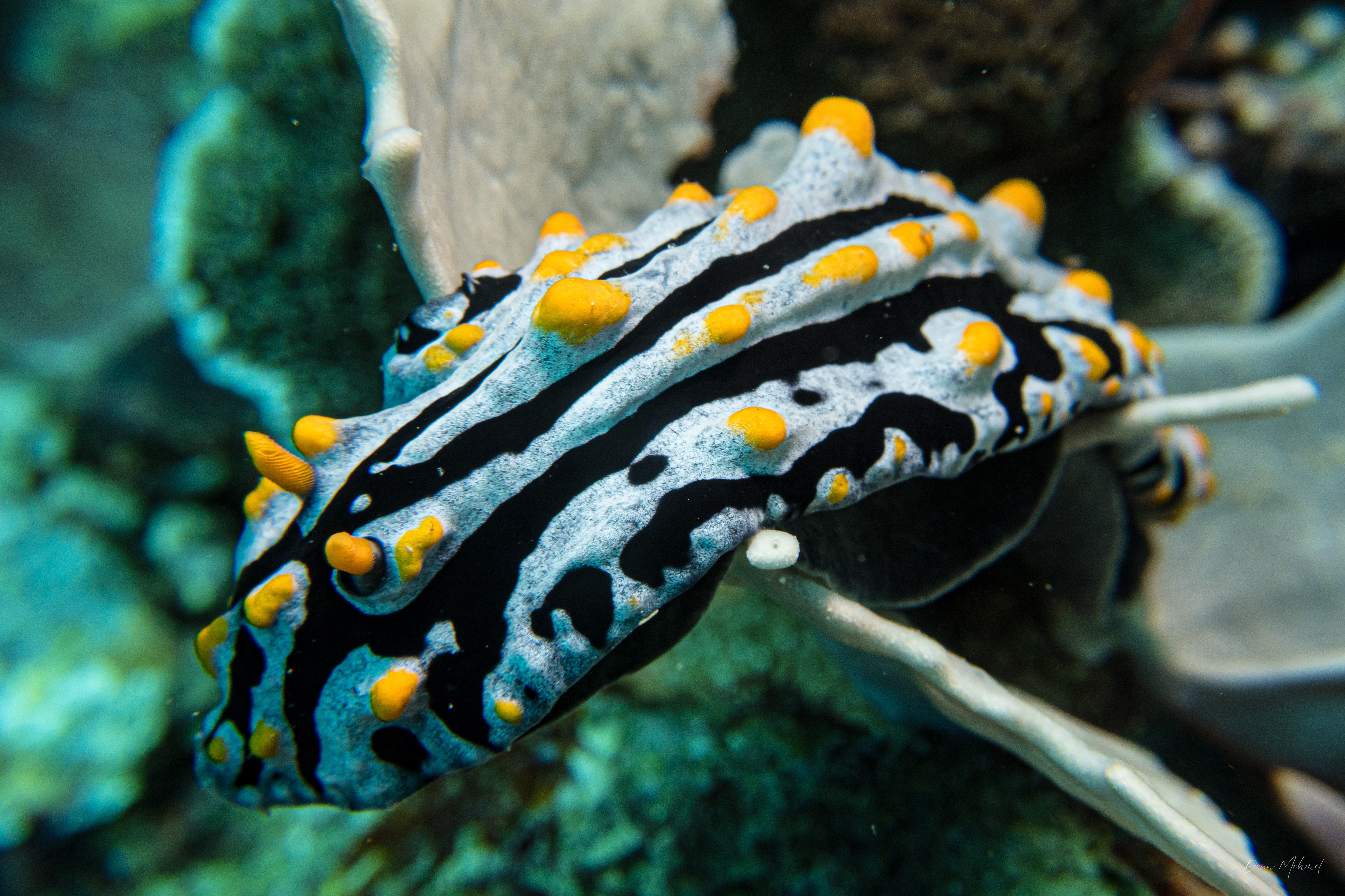 Varicose Wart Slug