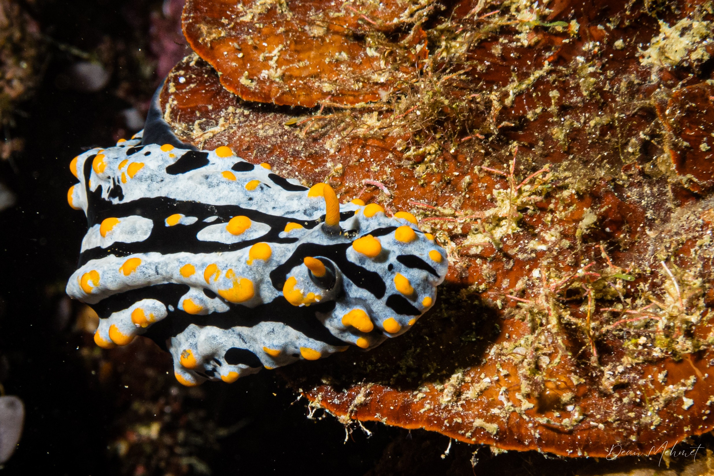 IMG_7795.jpg